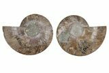 Cut & Polished, Agatized Ammonite Fossil - Madagascar #212888-1